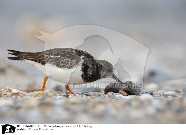 laufender Steinwlzer / walking Ruddy Turnstone / THA-07687
