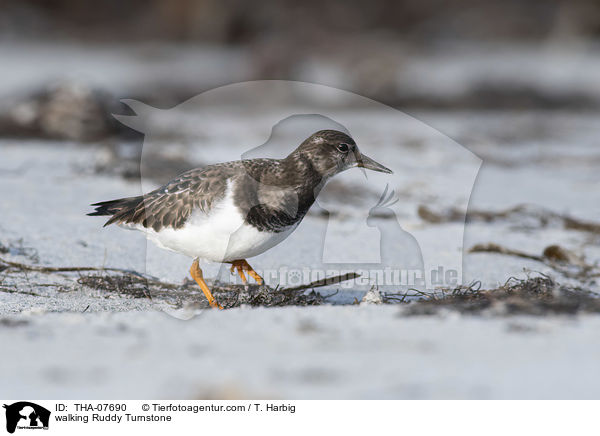 laufender Steinwlzer / walking Ruddy Turnstone / THA-07690