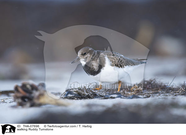 walking Ruddy Turnstone / THA-07696