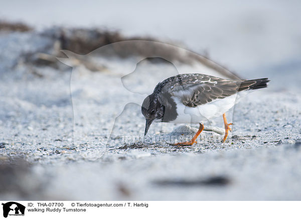 laufender Steinwlzer / walking Ruddy Turnstone / THA-07700
