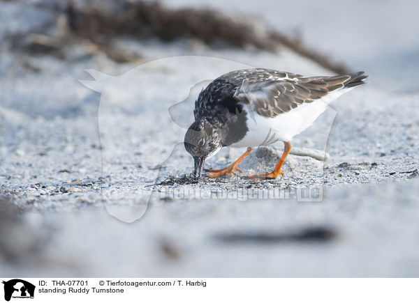 stehender Steinwlzer / standing Ruddy Turnstone / THA-07701