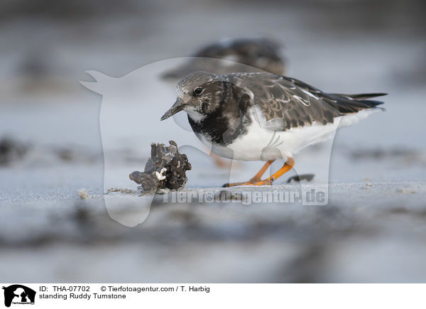 stehender Steinwlzer / standing Ruddy Turnstone / THA-07702