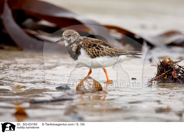 Steinwlzer / ruddy turnstone / SO-03160
