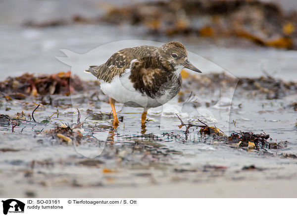 Steinwlzer / ruddy turnstone / SO-03161