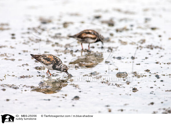Steinwlzer / ruddy turnstone / MBS-25056