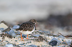 ruddy turnstone