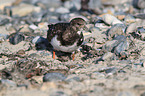 ruddy turnstone