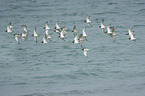 flying Ruddy Turnstone