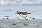 walking Ruddy Turnstone