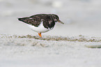 standing Ruddy Turnstone