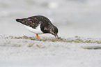 standing Ruddy Turnstone