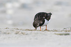 walking Ruddy Turnstone