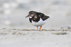 walking Ruddy Turnstone