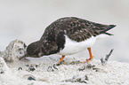 walking Ruddy Turnstone
