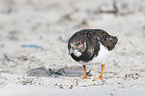 standing Ruddy Turnstone