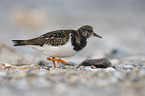walking Ruddy Turnstone