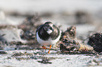 walking Ruddy Turnstone