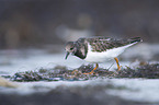 walking Ruddy Turnstone