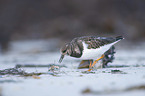 walking Ruddy Turnstone
