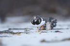 walking Ruddy Turnstone
