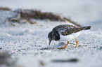 walking Ruddy Turnstone