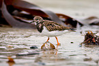 ruddy turnstone