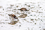 ruddy turnstone
