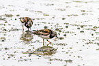 ruddy turnstone