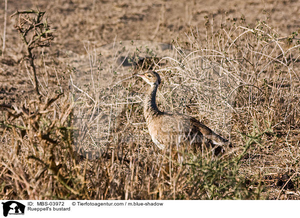 Rueppell's bustard / MBS-03972