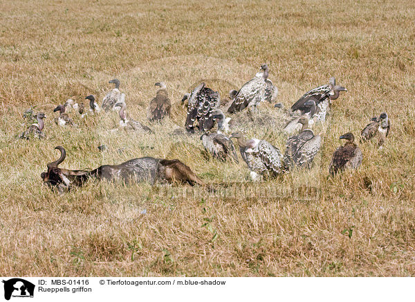 Rueppells griffon / MBS-01416