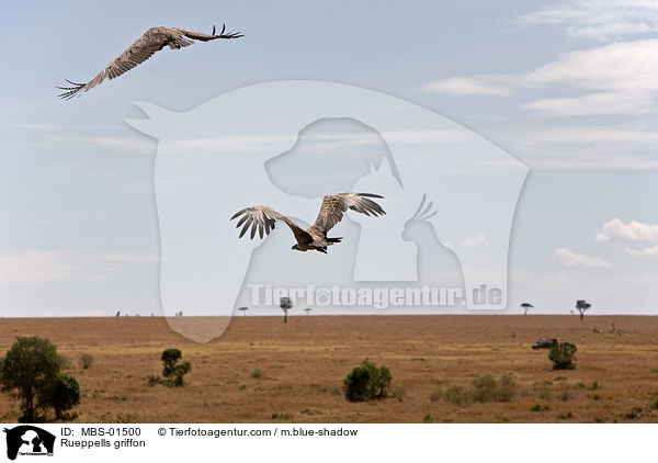 Sperbergeier / Rueppells griffon / MBS-01500