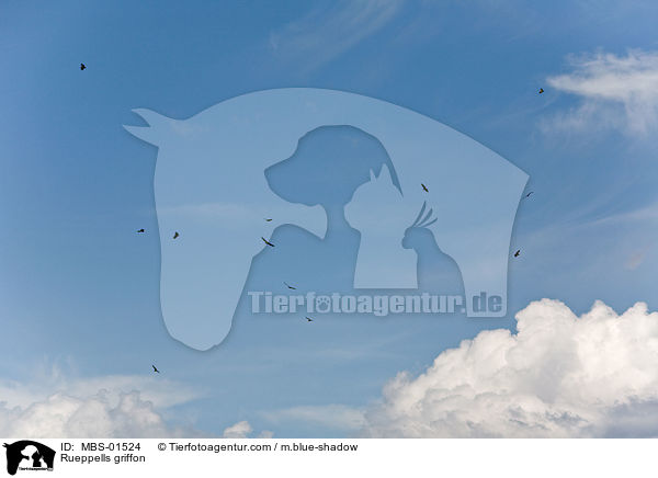 Sperbergeier / Rueppells griffon / MBS-01524