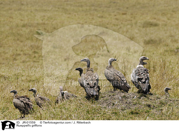 Sperbergeier / Rueppell's griffons / JR-01559