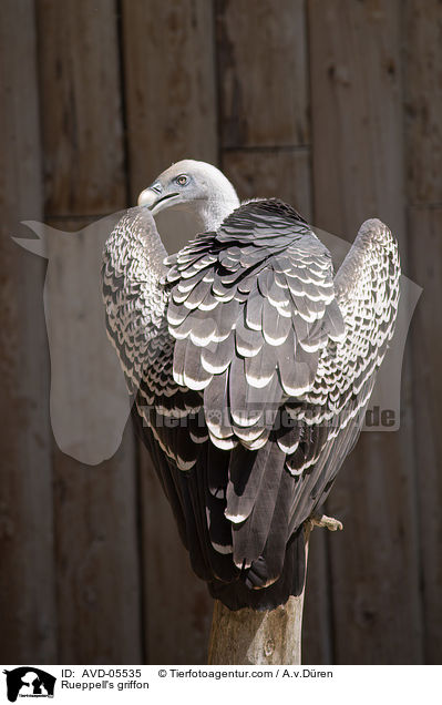 Rueppell's griffon / AVD-05535