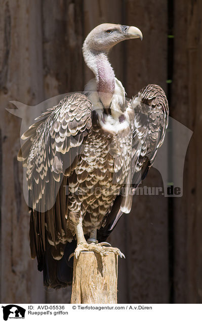 Rueppell's griffon / AVD-05536