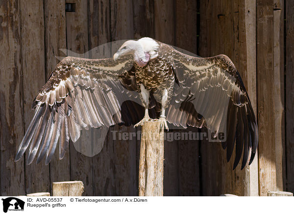 Rueppell's griffon / AVD-05537