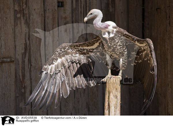 Rueppell's griffon / AVD-05538