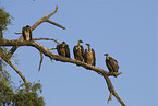 rueppells griffon vultures