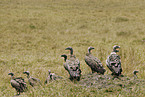 Rueppell's griffons