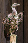 Rueppell's griffon