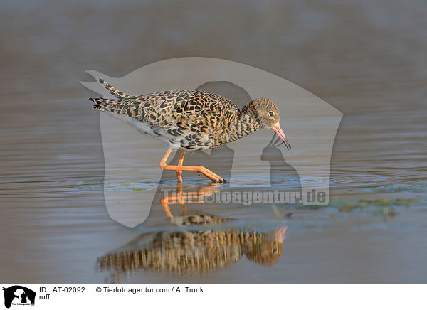 Kampflufer / ruff / AT-02092