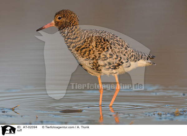 Kampflufer / ruff / AT-02094