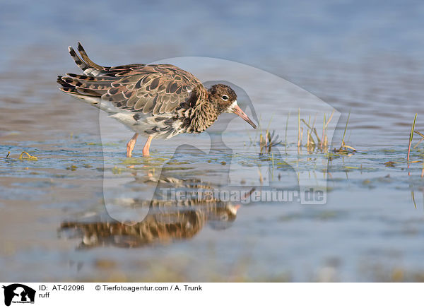 Kampflufer / ruff / AT-02096