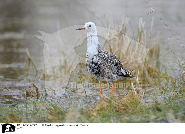 Kampflufer / ruff / AT-02097