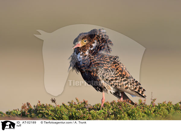 Kampflufer / ruff / AT-02189