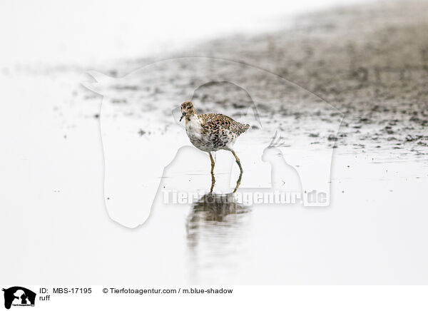 ruff / MBS-17195