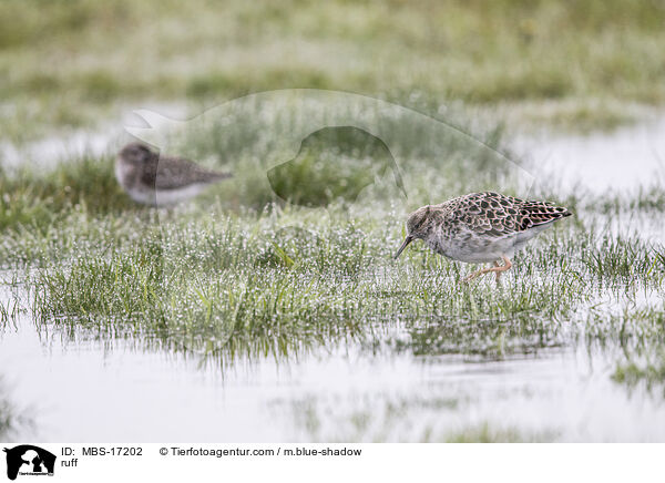 Kampflufer / ruff / MBS-17202
