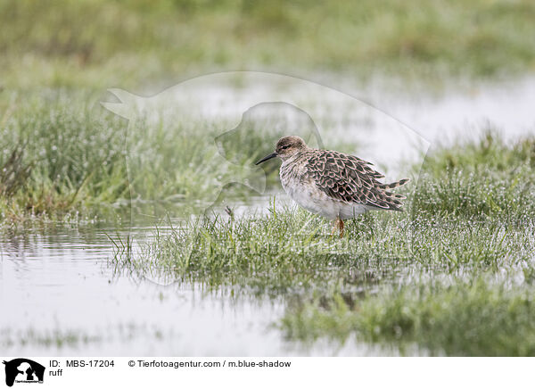 Kampfläufer / ruff / MBS-17204