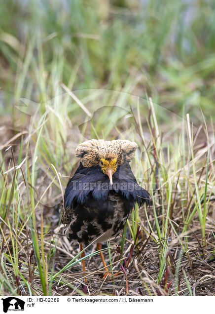 Kampflufer / ruff / HB-02369