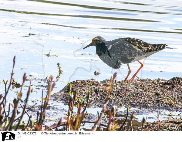 Kampflufer / ruff / HB-02372